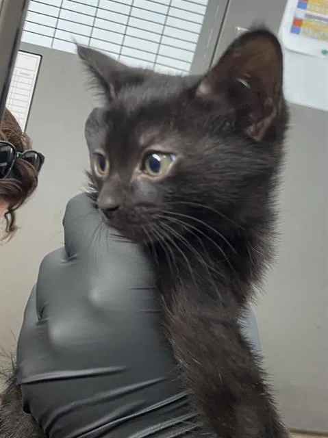 A baby medium-sized female Domestic Short Hair cat named Jasmine for adoption in Dallas, TX