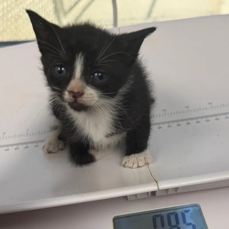 A baby small-sized male Black Domestic Short Hair cat named Chandler for adoption in Columbiana, AL