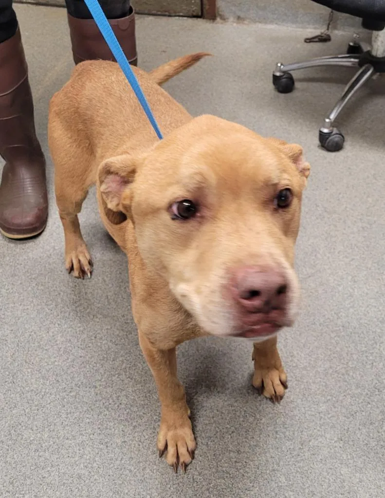 Boston Powersgunnercopper