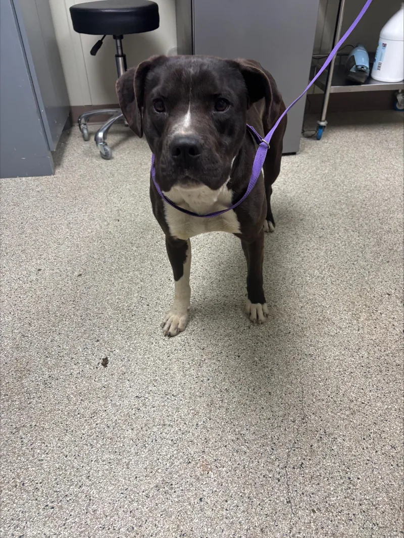 An adult medium-sized male Black Boxer dog named Travis for adoption in Conway, AR