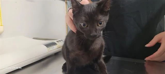 A baby small-sized female Domestic Short Hair cat named Cindell for adoption in Panama City, FL