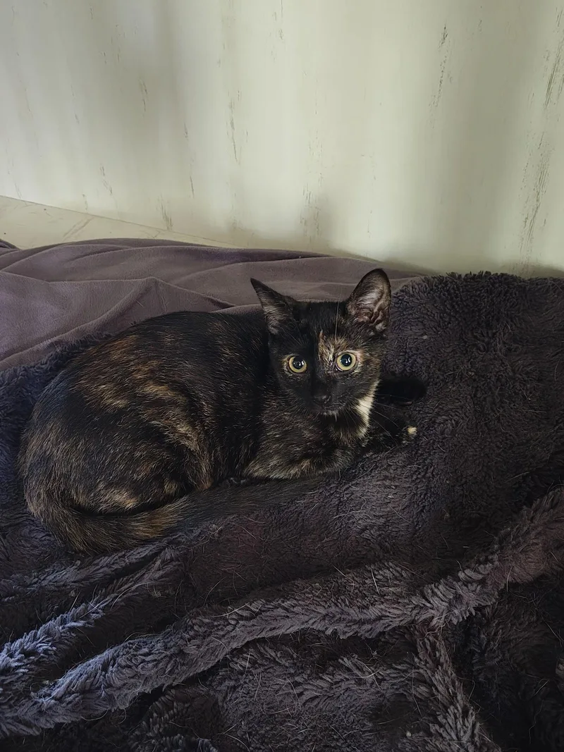 A baby medium-sized female Domestic Short Hair cat named Bramble for adoption in Rochester, NY