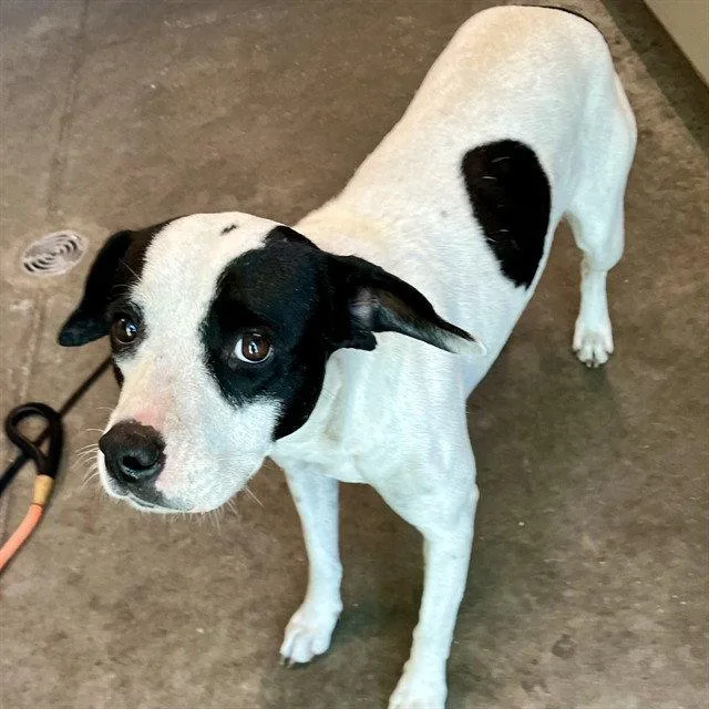 An adult large-sized female Pit Bull Terrier dog named Dot for adoption in Tavares, FL