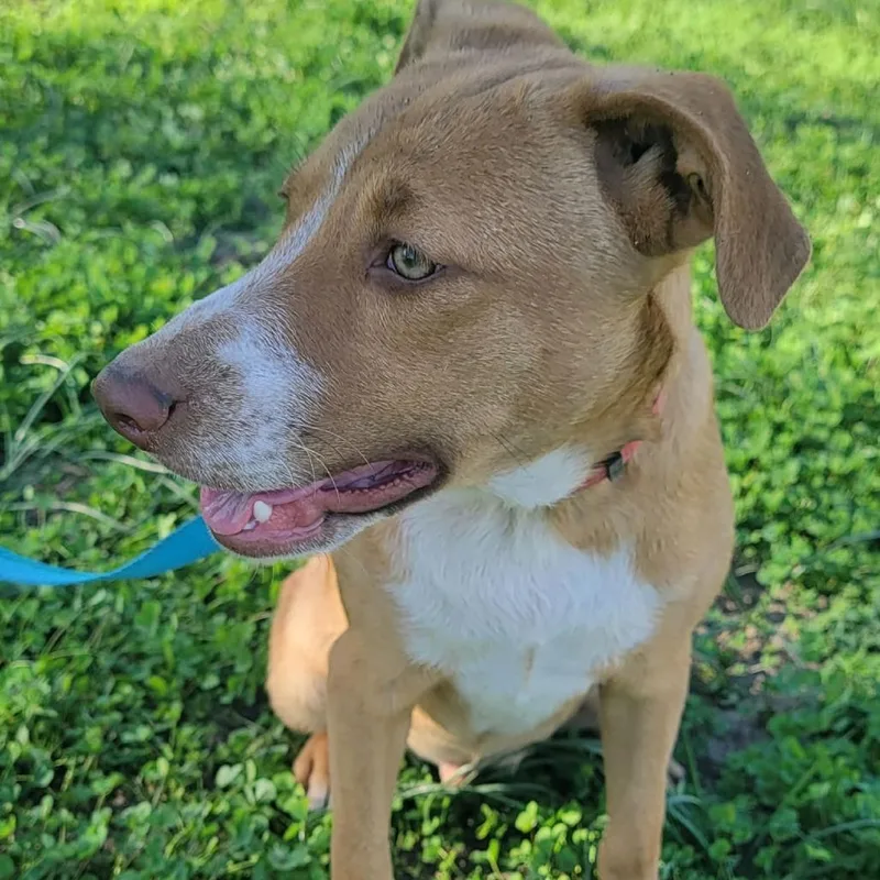 A young medium-sized male Red / Chestnut / Orange Labrador Retriever dog named Carmelo for adoption in CORPUS CHRISTI, TX