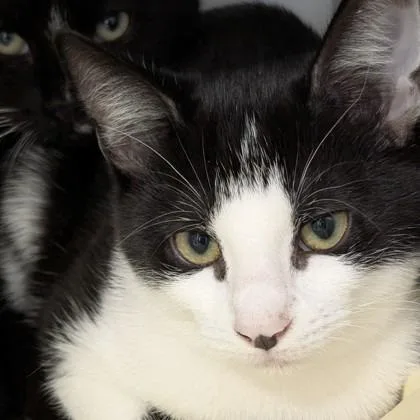 A baby small-sized male Domestic Short Hair cat named Tate for adoption in Voorhees, NJ