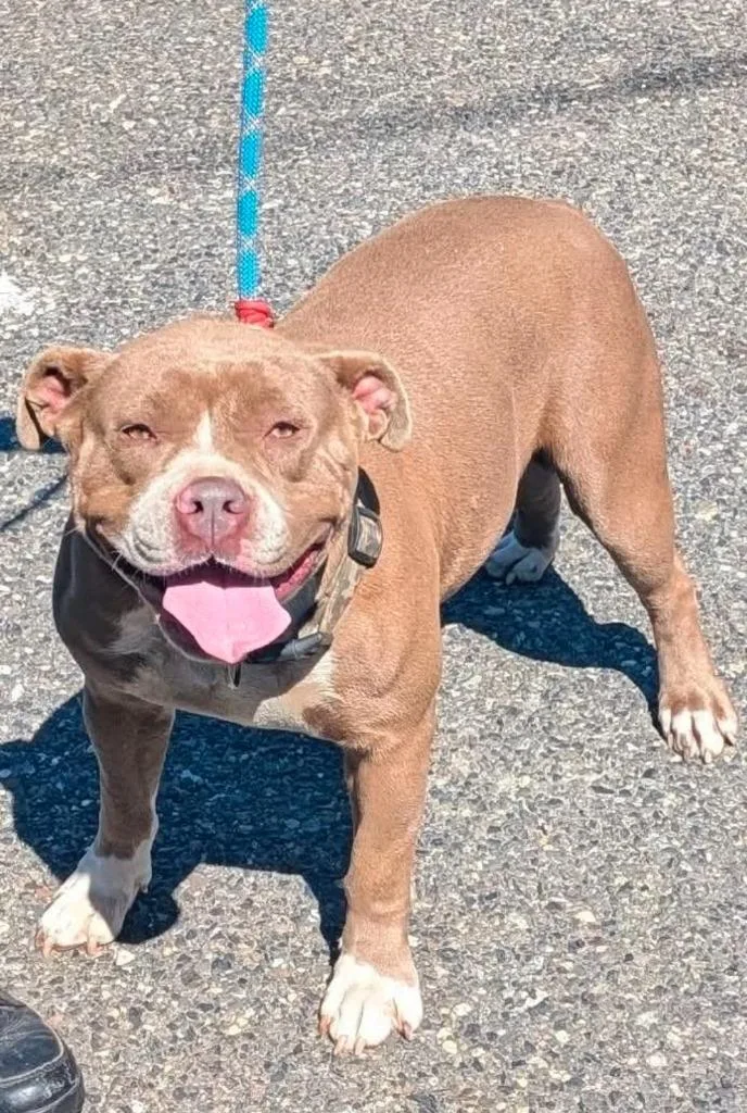 An adult large-sized female Pit Bull Terrier dog named Hena for adoption in Vineland, NJ