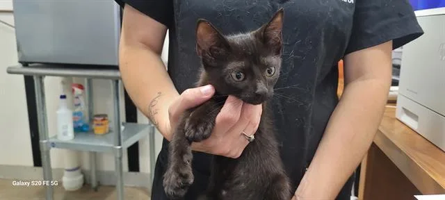 A baby small-sized female Domestic Short Hair cat named Sonya for adoption in Panama City, FL