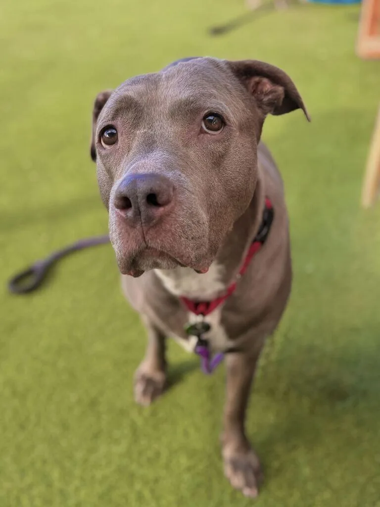 An adult large-sized female Gray / Blue / Silver American Bulldog dog named Jaya for adoption in Fruit Heights, UT
