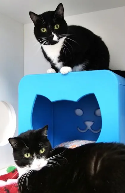 An adult large-sized male Domestic Short Hair cat named Vlad for adoption in Fishers, IN