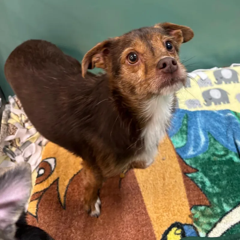 An adult small-sized male Red / Chestnut / Orange Mixed Breed dog named Dobby for adoption in Washington Township, OH
