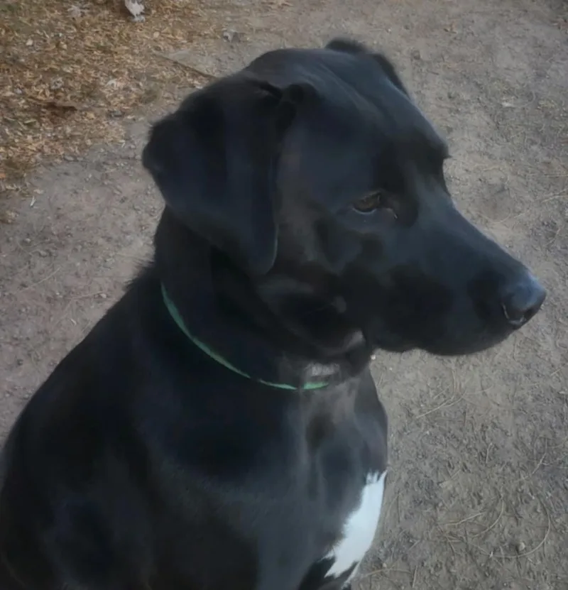 Mitchell thumbnail 3