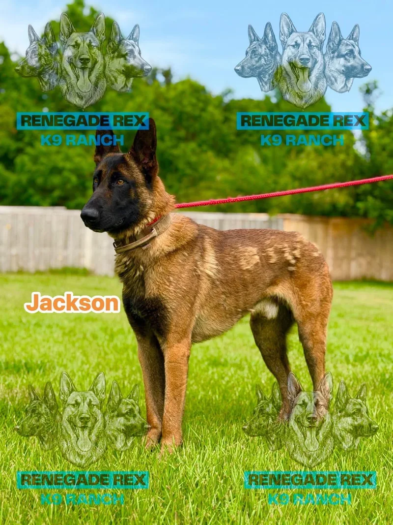 Jackson