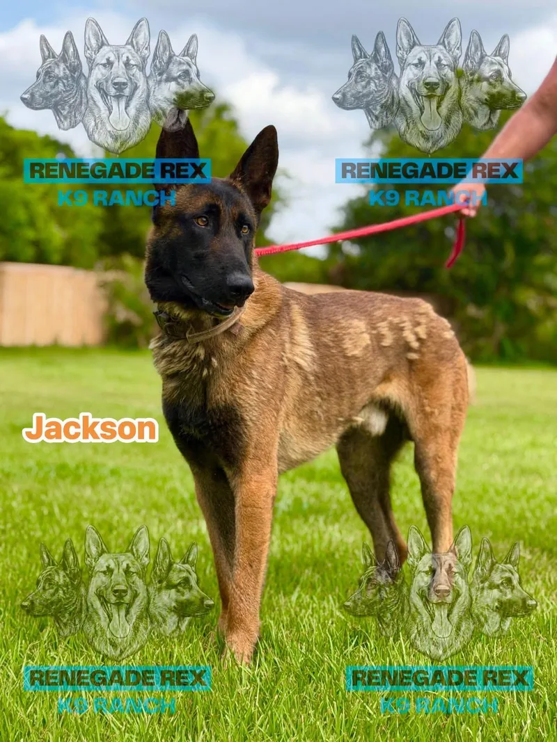 Jackson thumbnail 2
