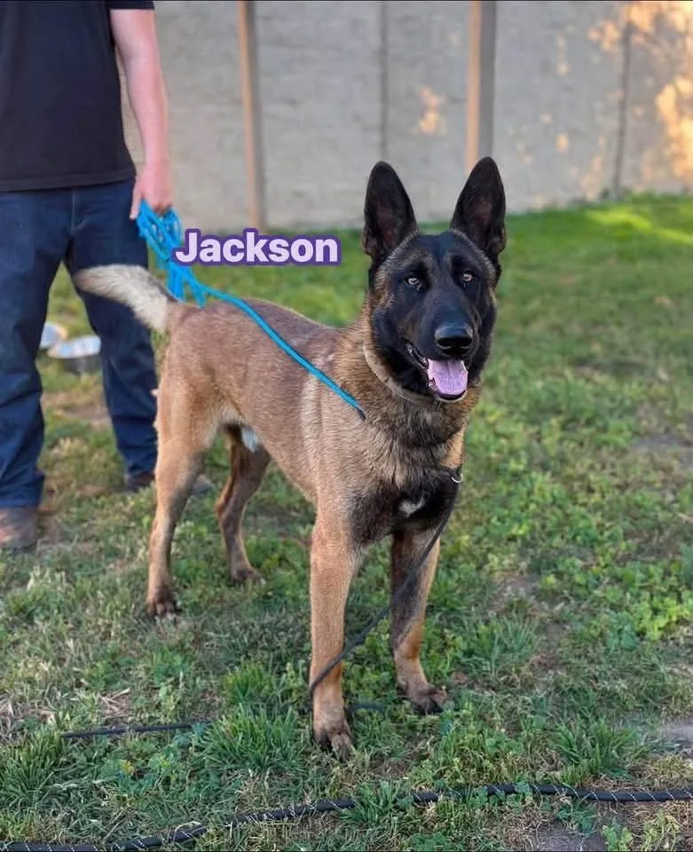 Jackson thumbnail 3