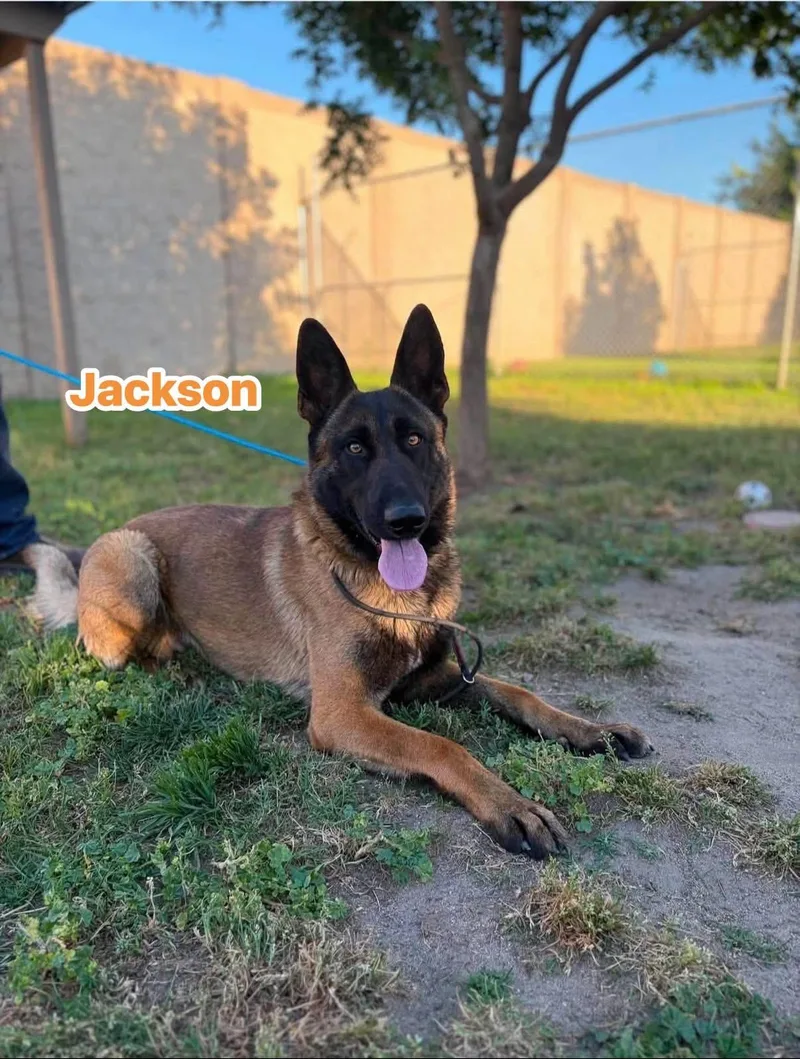 Jackson thumbnail 4
