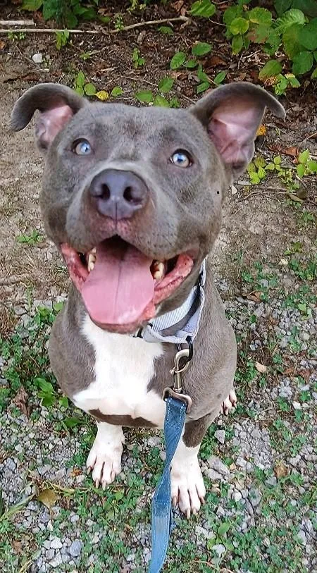 An adult medium-sized male Gray / Blue / Silver Terrier dog named Bam Bam for adoption in Pegram, TN