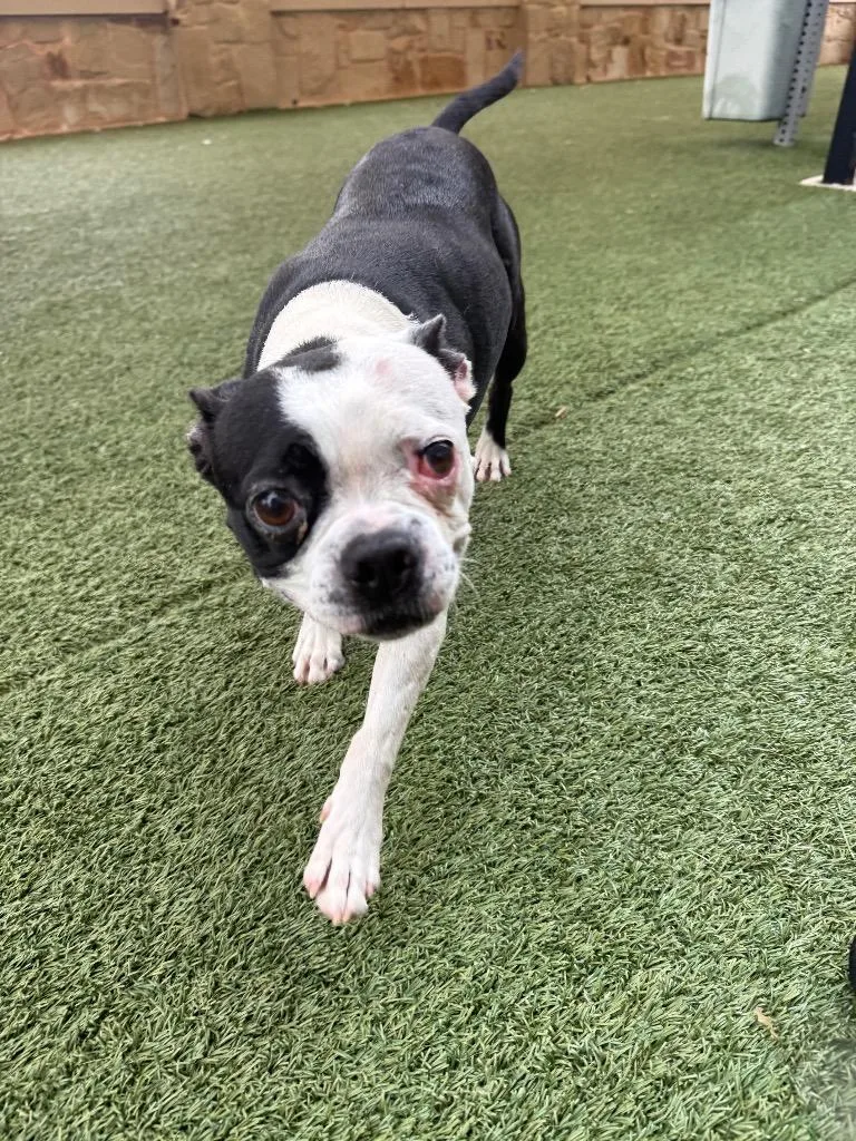 An adult medium-sized male Boston Terrier dog named Granger for adoption in Seguin, TX
