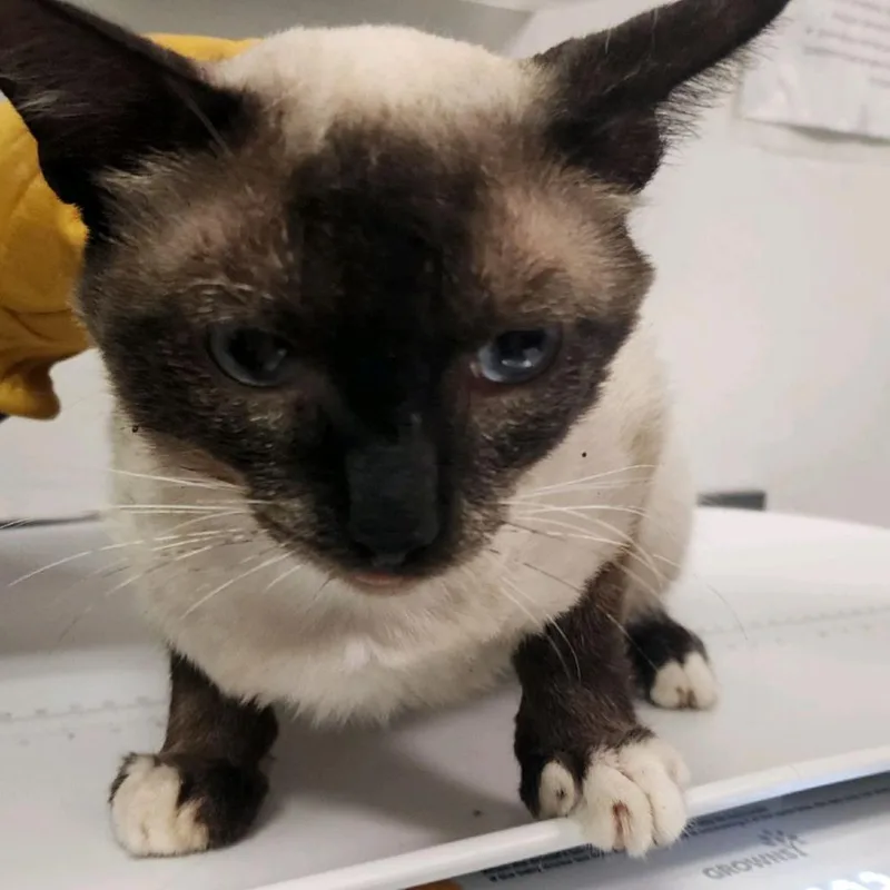 An adult medium-sized male Gray / Blue / Silver Domestic Medium Hair cat named Toothless for adoption in Charleston, WV