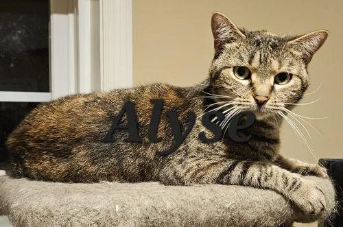 An adult medium-sized female Tabby (Brown / Chocolate) Domestic Short Hair cat named Alyse for adoption in Bethlehem, PA
