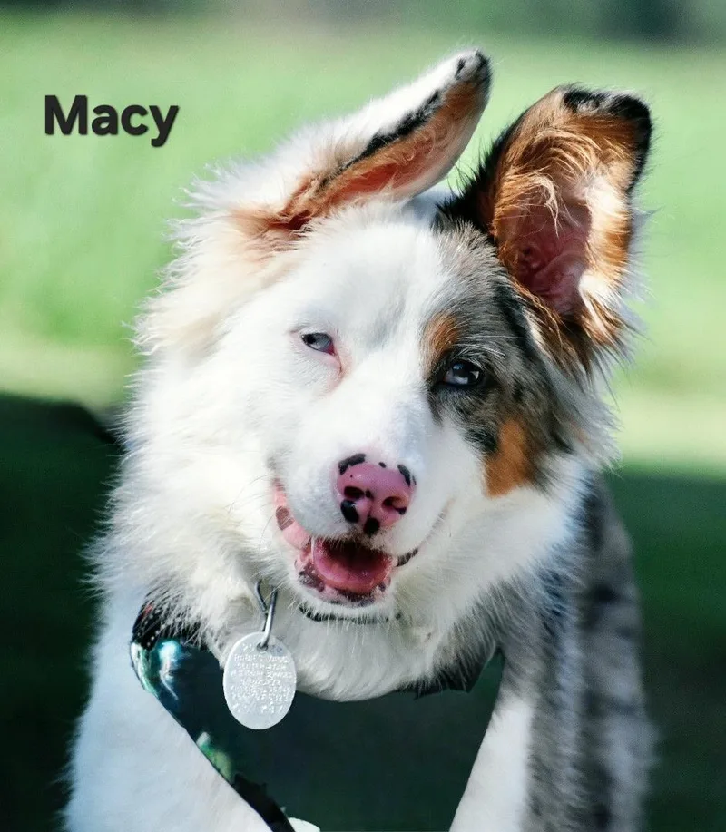 A baby medium-sized female Australian Shepherd dog named Macy for adoption in Franklin, TN