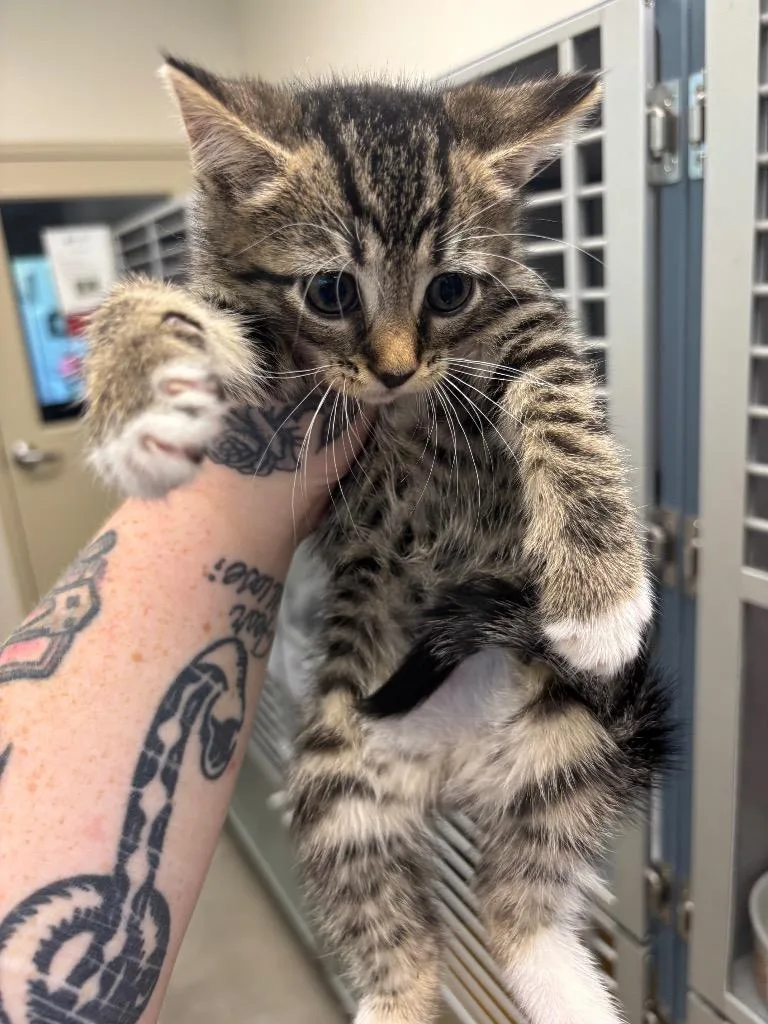 A baby small-sized female Domestic Short Hair cat named Mystique for adoption in Liverpool, NY