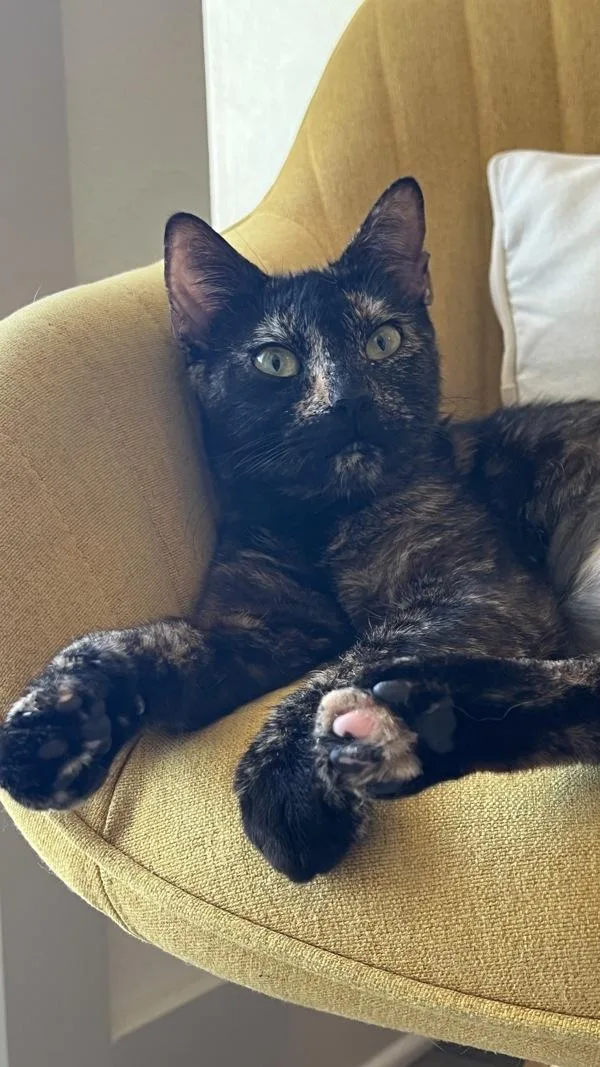 An adult small-sized female Domestic Short Hair cat named Luna for adoption in Austin, TX