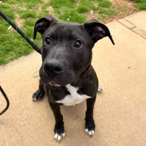 A young small-sized male Black American Staffordshire Terrier dog named Rocket Man for adoption in Greenville, SC
