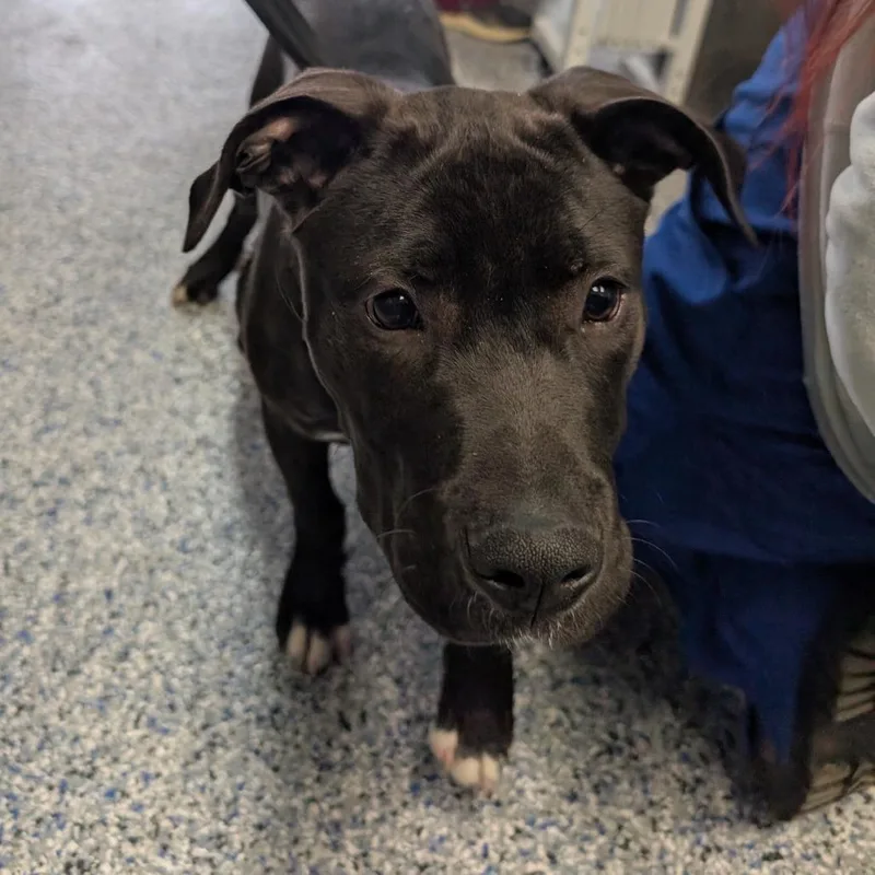 Rocket Man thumbnail 2