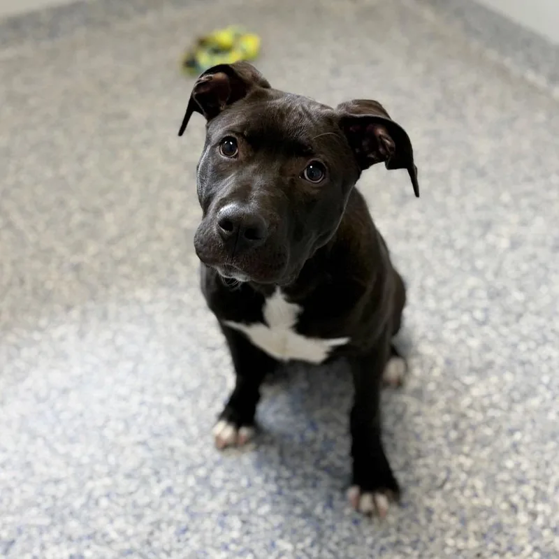 Rocket Man thumbnail 3