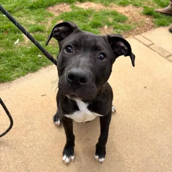 Rocket Man thumbnail 5