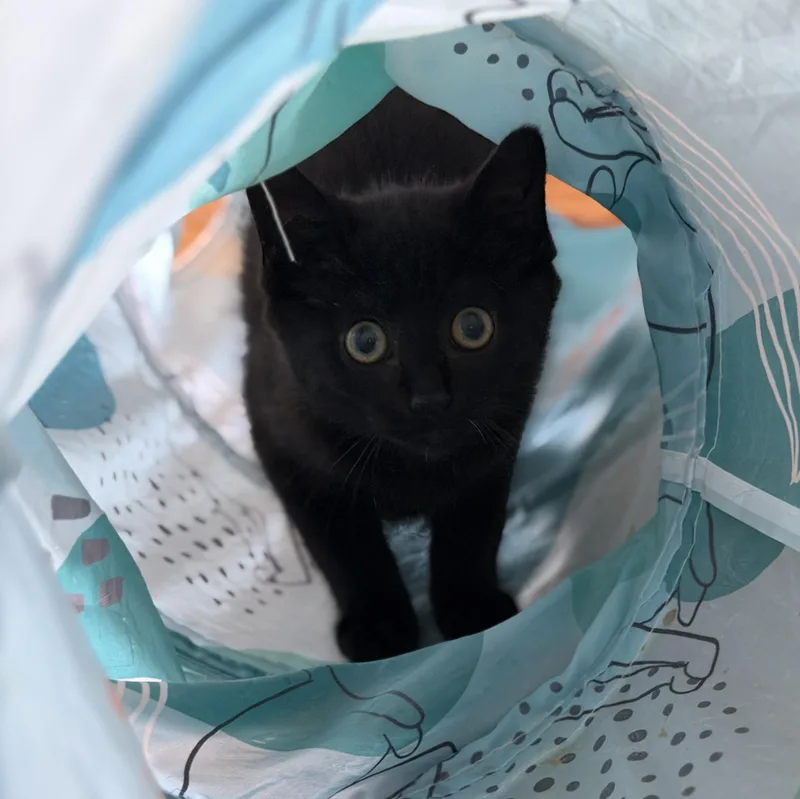 A baby medium-sized male Black Domestic Short Hair cat named Sir Morpheus The Purrlord for adoption in Roanoke, VA