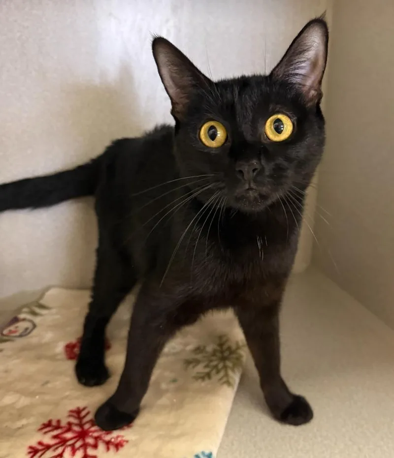A young small-sized female Domestic Short Hair cat named Ivy for adoption in Midland, TX