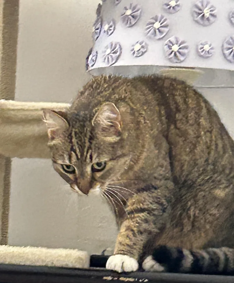 Ellie Mae thumbnail 3