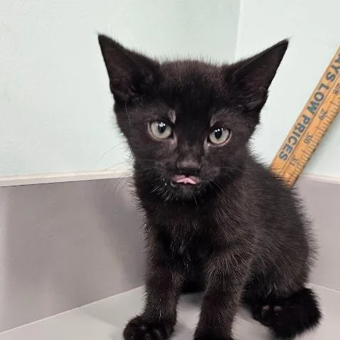 A baby small-sized male Black Domestic Short Hair cat named Moon for adoption in Knoxville, TN