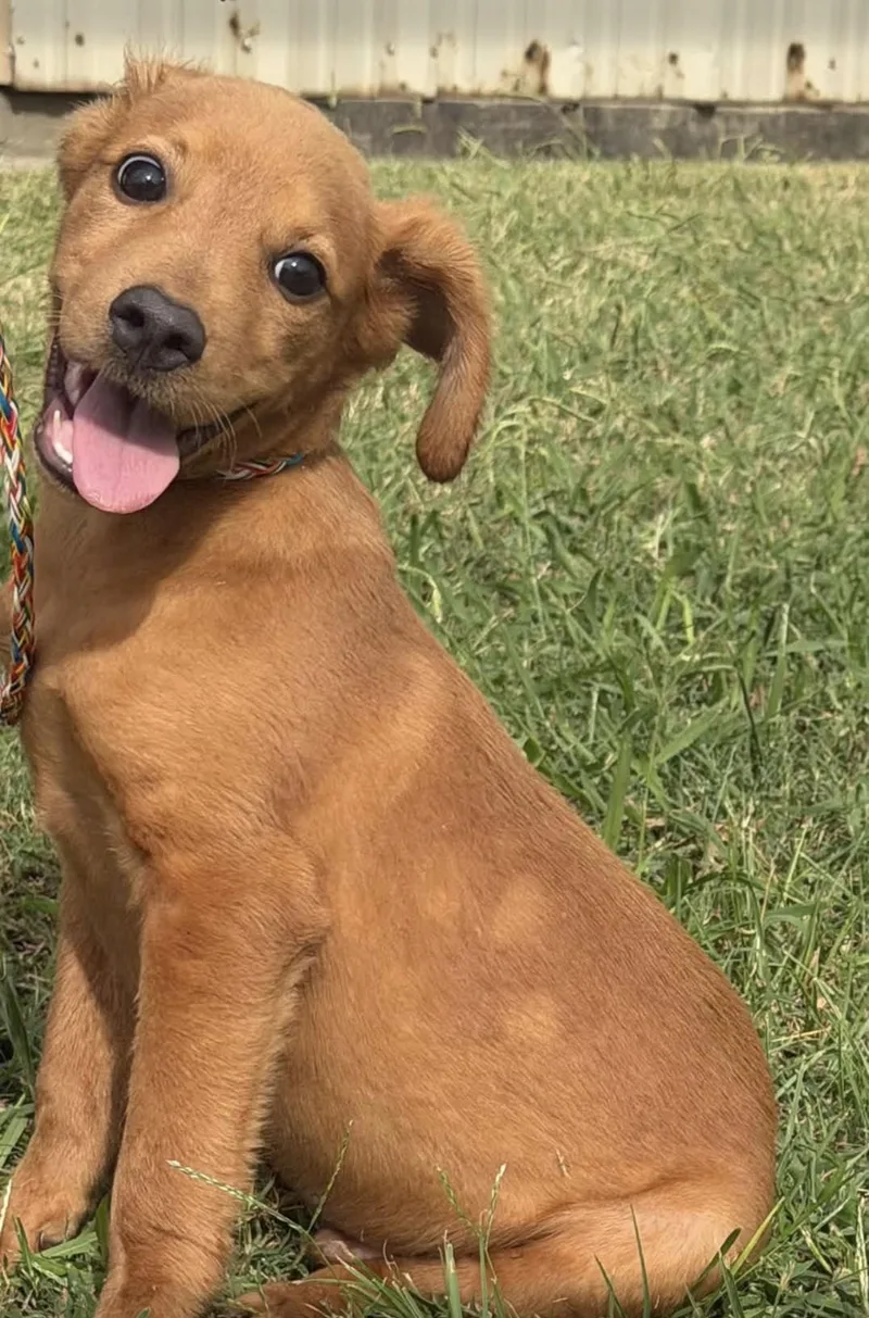 A young medium-sized female Golden Labrador Retriever dog named Goober for adoption in Vicksburg, MS
