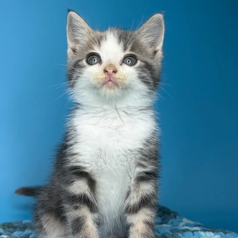 A baby small-sized female Calico Domestic Short Hair cat named Silver Dollar for adoption in San Antonio, TX