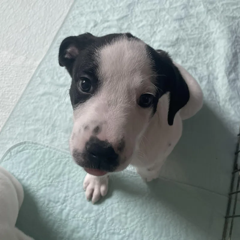 A baby medium-sized male Black Pit Bull Terrier dog named Keller for adoption in Allen, TX