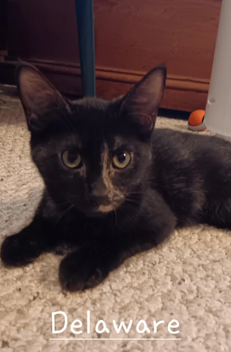 A baby medium-sized female Tortoiseshell Domestic Short Hair cat named Delaware for adoption in Menasha, WI