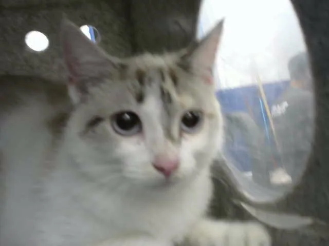 A young medium-sized female Domestic Medium Hair cat named Mochi for adoption in Albuquerque, NM