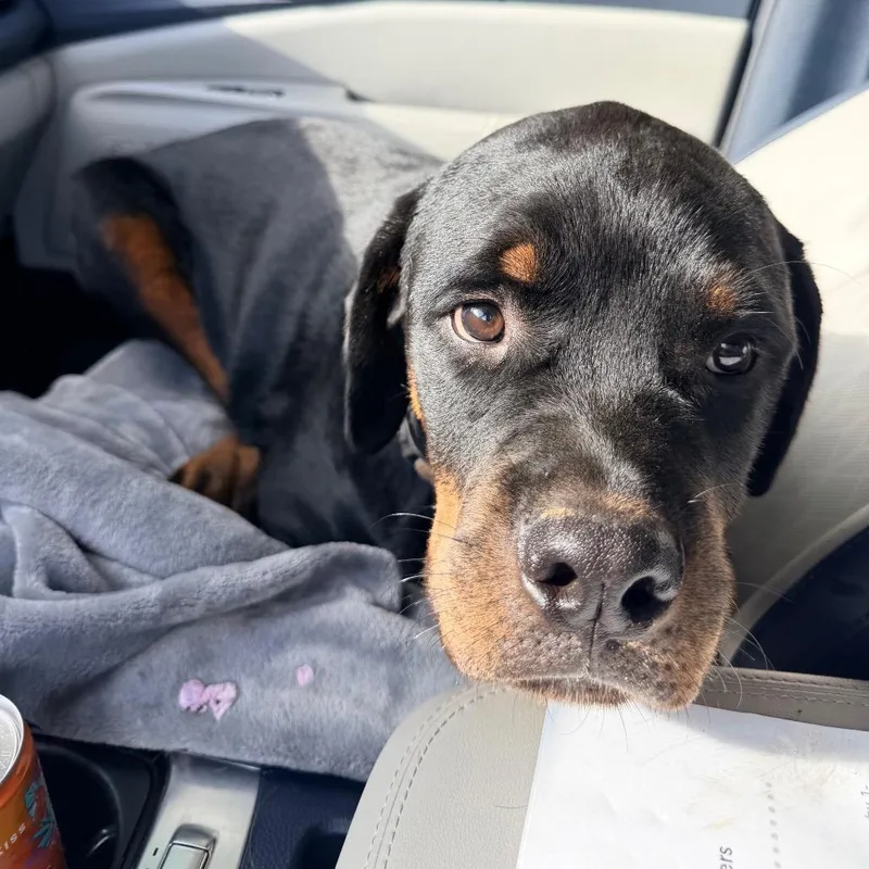 A young large-sized male Black Rottweiler dog named Mickey for adoption in Jarrettsville, MD