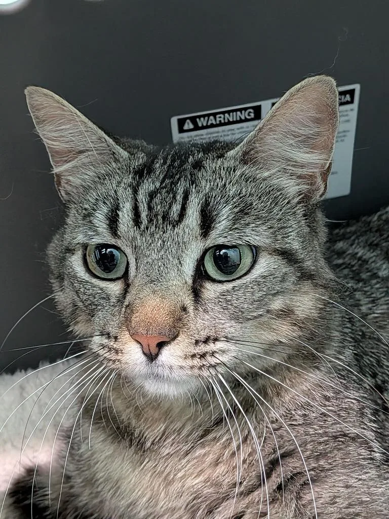 An adult medium-sized female Tabby cat named Rosie for adoption in San Antonio, TX