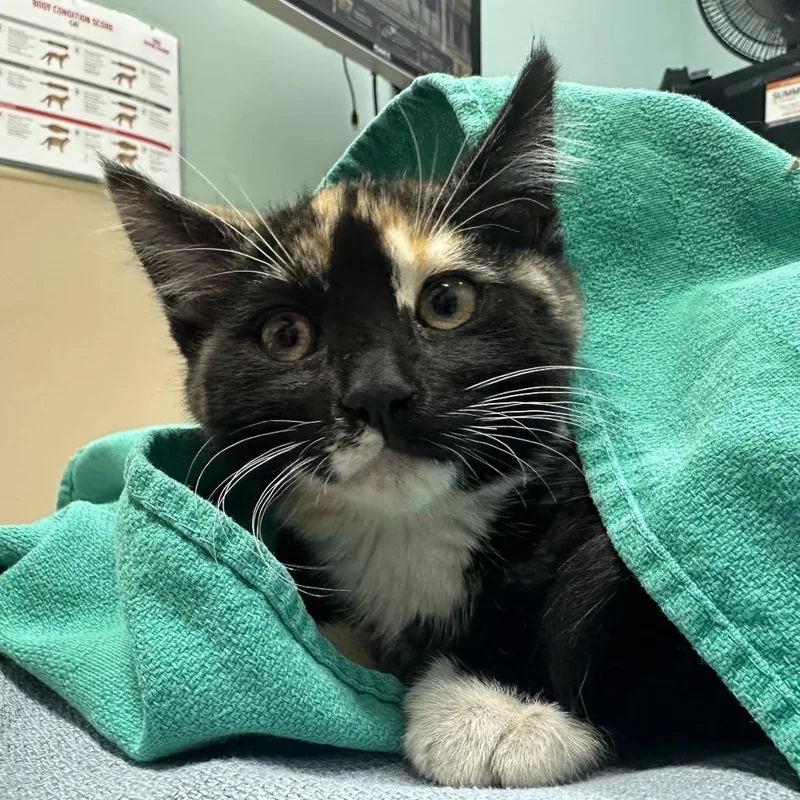 A baby small-sized female Tortoiseshell Domestic Short Hair cat named Honey Nut Cheerios for adoption in Tacoma, WA