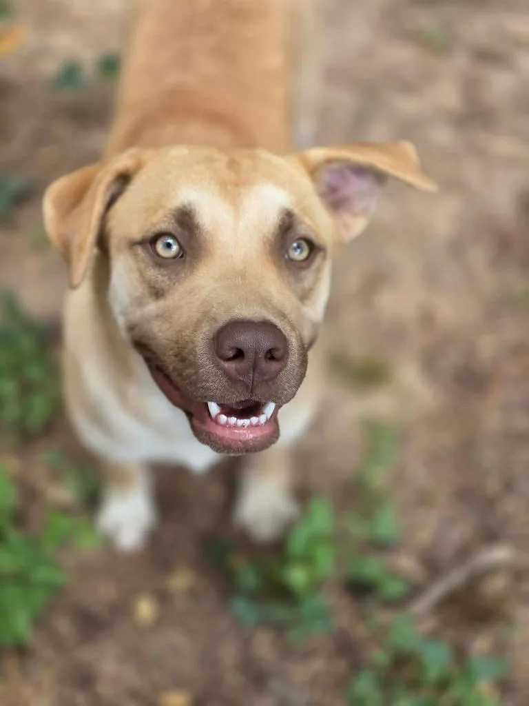 A baby medium-sized female Mixed Breed dog named Lana for adoption in Savage, MN