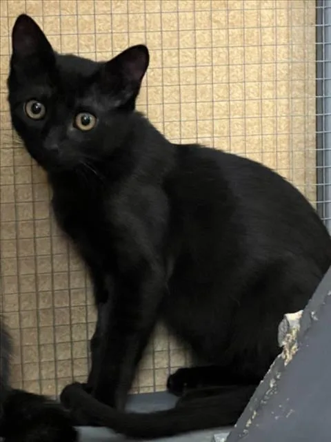 A baby small-sized male Black Domestic Short Hair cat named Durif for adoption in Woodland, CA