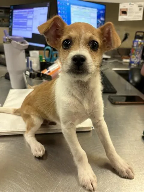 A baby small-sized male Terrier dog named Tyler for adoption in Riverside, CA