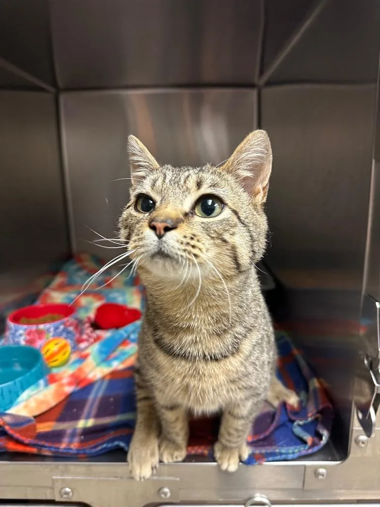 A baby medium-sized male Domestic Short Hair cat named Augie Special Ed for adoption in Johnson City, TN