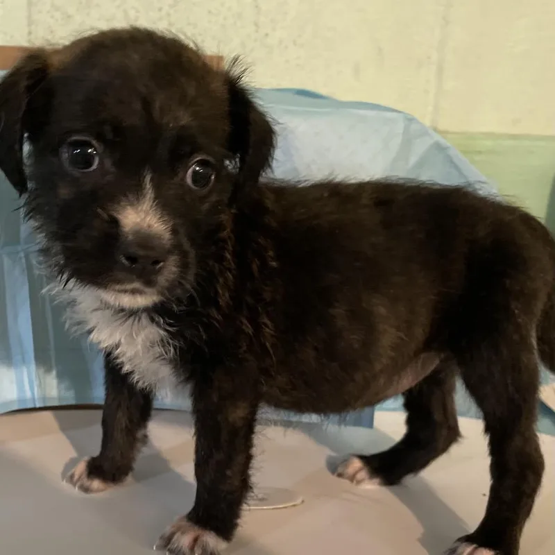 A baby medium-sized female Brown / Chocolate English Bulldog dog named Elsa for adoption in Mundelein, IL