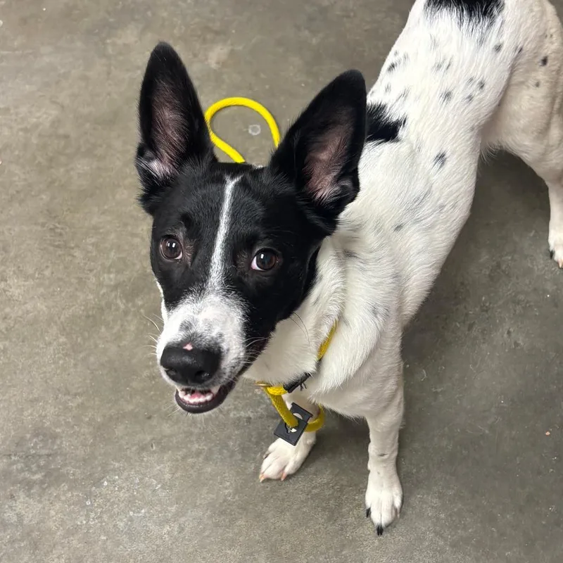 A young medium-sized female White / Cream Border Collie dog named Cardi for adoption in Manhattan, KS