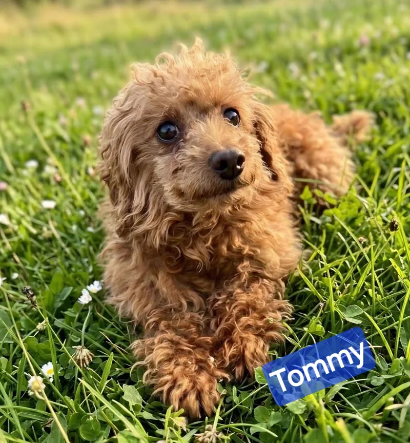Tommy