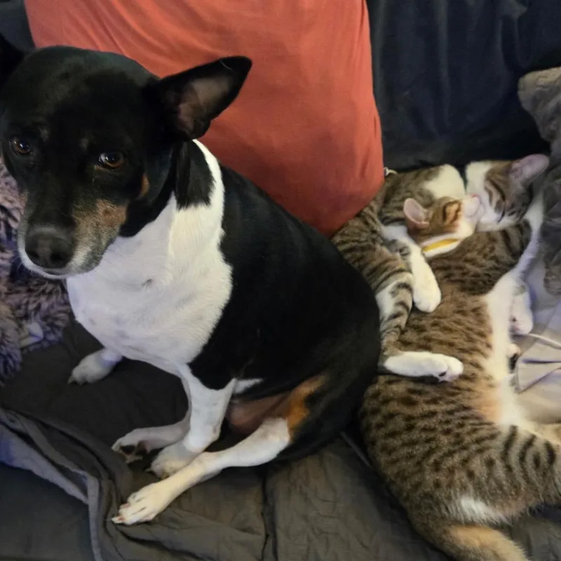 Gordo  The Elephant thumbnail 2